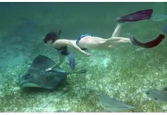 Snorkelling with Southern Stingrays