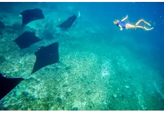 Snorkelling with Manta (photo by Jarrett Laabs)