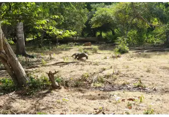 A Komodo dragon